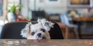 Pet-friendly Places in Madrid